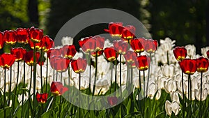 Abundant group blooming of red tulips on background of white in the background light