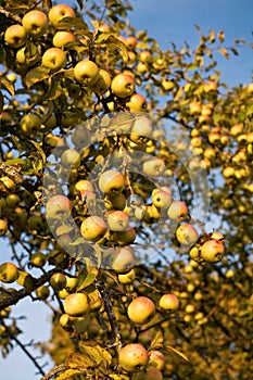 Abundant harvest of apples photo