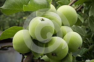 Abundant harvest of green apples on apple tree branch. A green apple ripens on an apple tree branch.