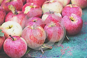 Abundant harvest of organic apples