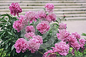 Abundant lush flowering Pink purple peonies in garden. Traditional floral symbol, flower of riches and honour and king