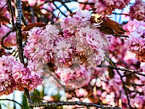 Abundant Pink Blossoms Background 3