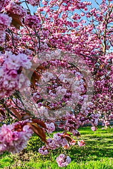 Abundant Pink Blossoms Background 4