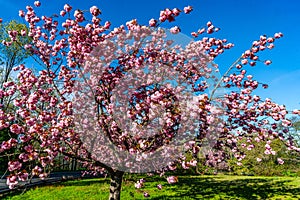 Abundant Pink Spring Blossoms