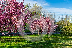 Abundant Pink Spring Blossoms 6