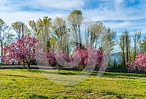 Abundant Pink Spring Blossoms 7