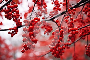 Abundant Red berries branch fall ripe. Generate Ai photo