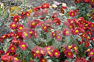 Abundant red and yellow flowers of semidouble Chrysanthemums photo