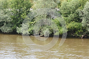 Abundant vegetation on the bank of the river Hron