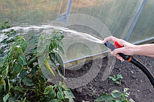 abundant water hosing of garden agricultural plants close-up, garden worker, farmer growing his crop, irrigation system concept