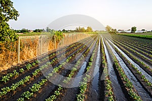 Abundant watering the potato plantation through irrigation canals. Surface irrigation of crops. European farming. Agronomy. Water