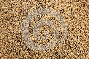 Abundant Wheat Harvest photo
