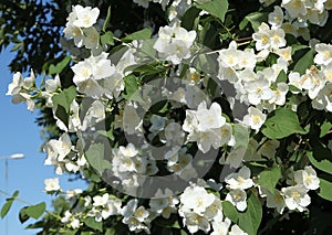 Abundant white blossoms on a Philadelphus