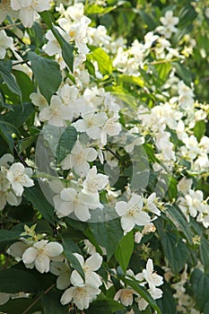 Abundant white blossoms on a Philadelphus