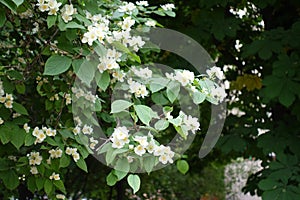 Abundant white flowers of mock orange in June