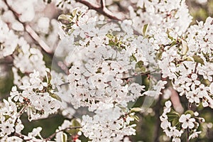 Abundantly blooming branches of sakura with white flowers. Spring background. Spring, seasons, gardening concept