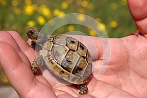 Aburiginal turtle photo