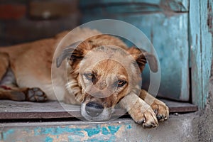 Abused dog alone abandoned on street. Generate ai