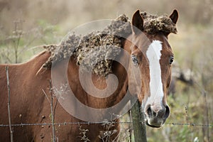 Abused and Neglected Horse