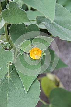 Abutilon abutiloides