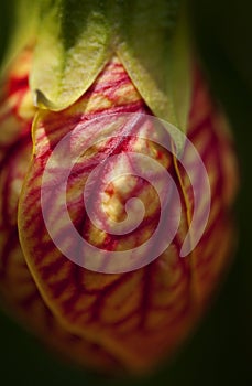 Abutilon Biltmore Ballgown Flower