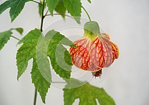 Abutilon flower: Flowering Maple