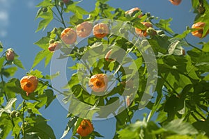 Abutilon flowers: Flowering Maple