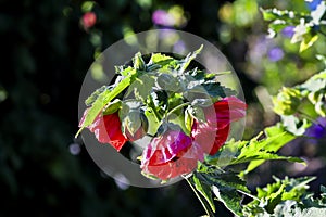 Abutilon Hybrids, Abutilon mill., Malvaceae