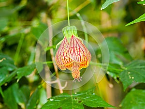 Abutilon hybridum CHINESE LANTERN hanging colorful flower