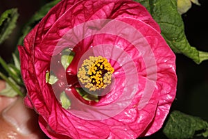 Abutilon x hybridum, Flowering maple, Chinese Lantern