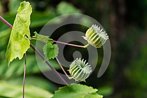 Abutilon indicum