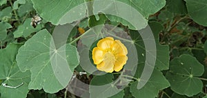 Abutilon indicum beautiful flower