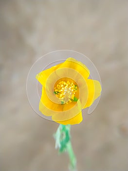 Abutilon indicum flower