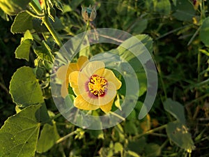 The Abutilon indicum flower is a beautiful and delicate flower that is native to India. photo