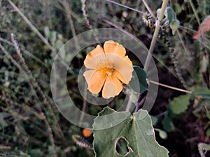 The Abutilon indicum flowers bloom in the spring and summer, and they are a popular ornamental plant. photo