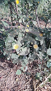 Abutilon indicum plant