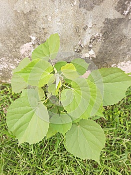 Abutilon indicum is a small shrub in the family Malvaceae