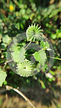 Abutilon indicum is a small shrub in the family Malvaceae