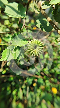 Abutilon indicum is a small shrub in the family Malvaceae