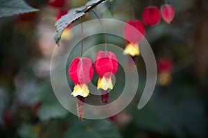Abutilon megapotamicum: the flowers just like red lantern