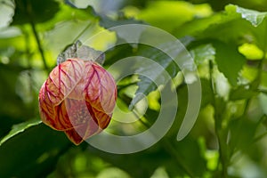 Abutilon pictum Redvein Abutilon or Chinese Lantern - Below photo