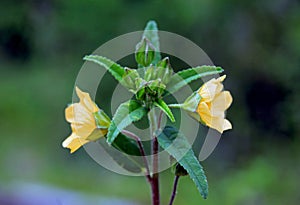 Velvetleaf, Abutilon theophrasti photo