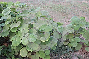 Abutilon theophrasti plant on jungle