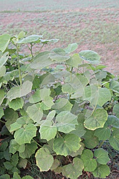 Abutilon theophrasti plant on jungle