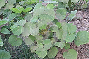 Abutilon theophrasti plant on jungle