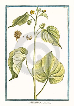 Abutilon vintage plant