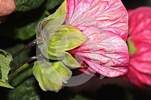 Abutilon x hybridum, Flowering maple, Chinese Lantern