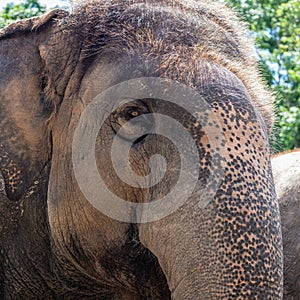 Aby elephant head close up