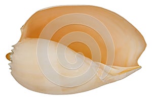 Abyssal sea shell. Isolated on white background