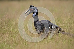 Abyssian Ground Hornbill or Northern Ground Hornbill, bucorvus abyssinicus, Masai Mara Park in Kenya